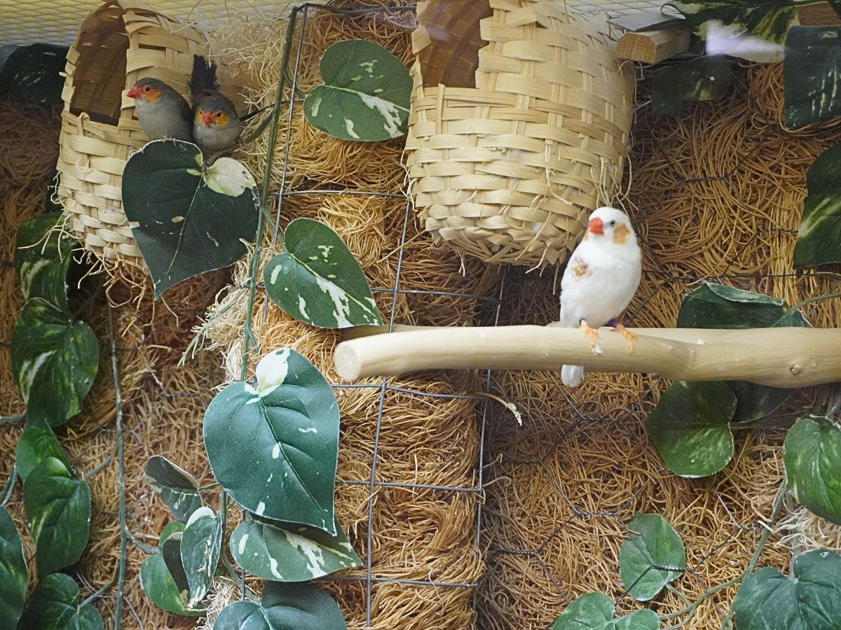 Birds at the Care Center in Cook, MN