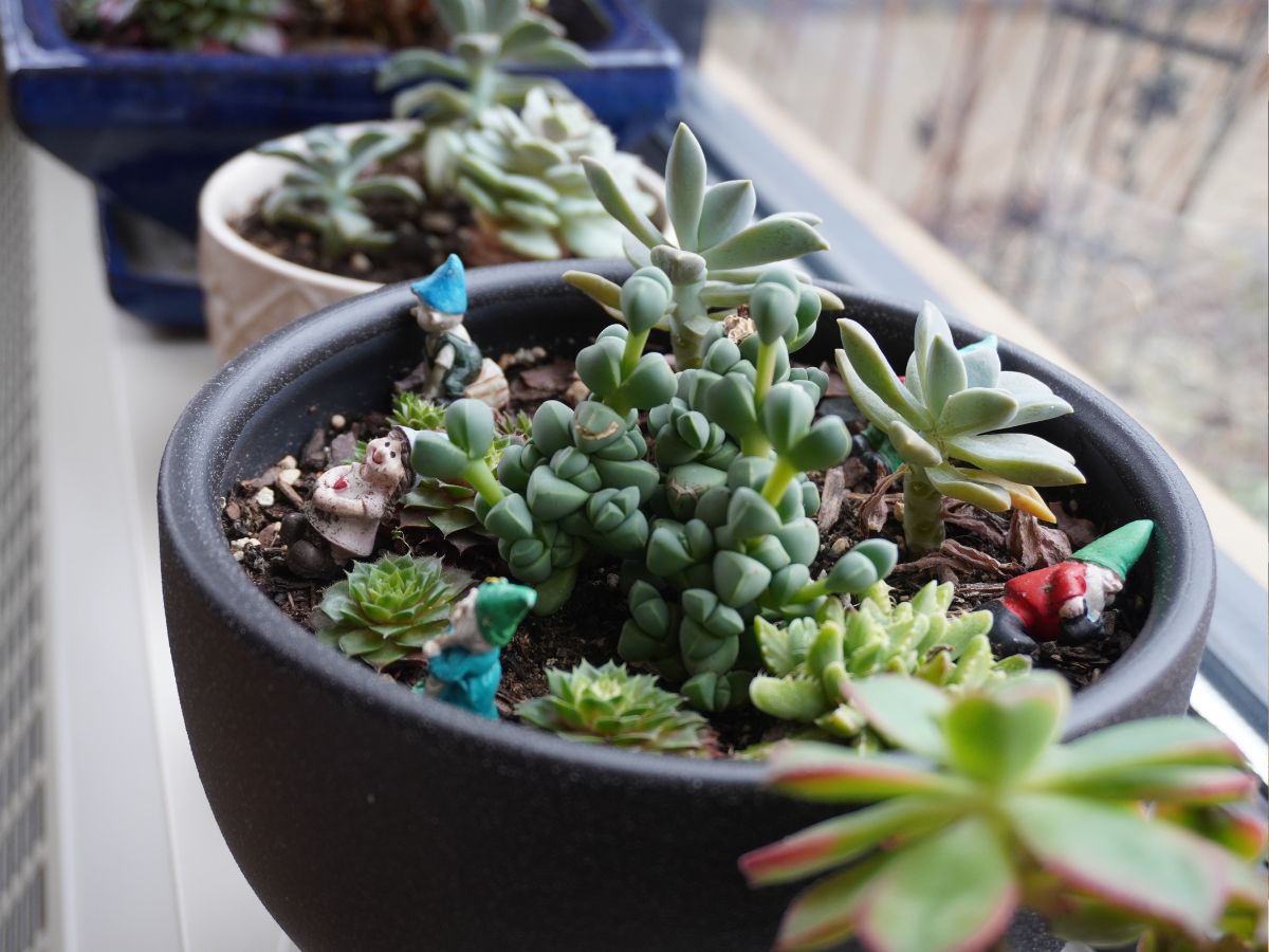 Succulent plants in the care center