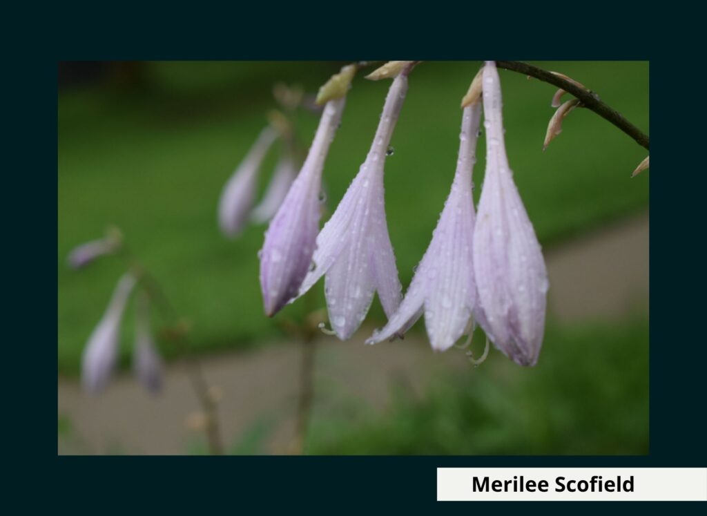 Photo by Merilee Scofield